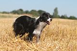 BORDER COLLIE 124